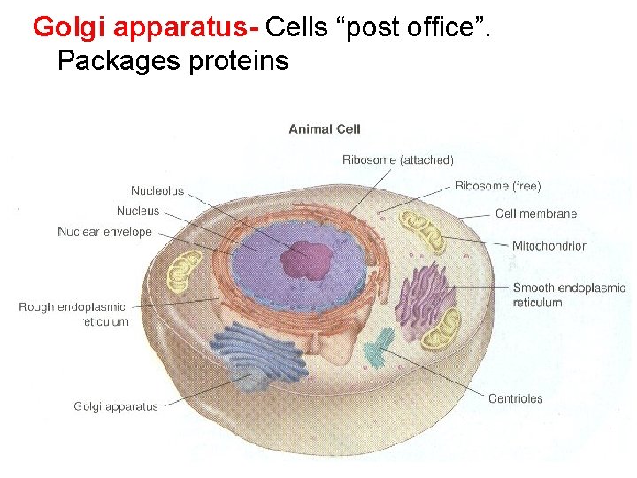 Golgi apparatus- Cells “post office”. Packages proteins 