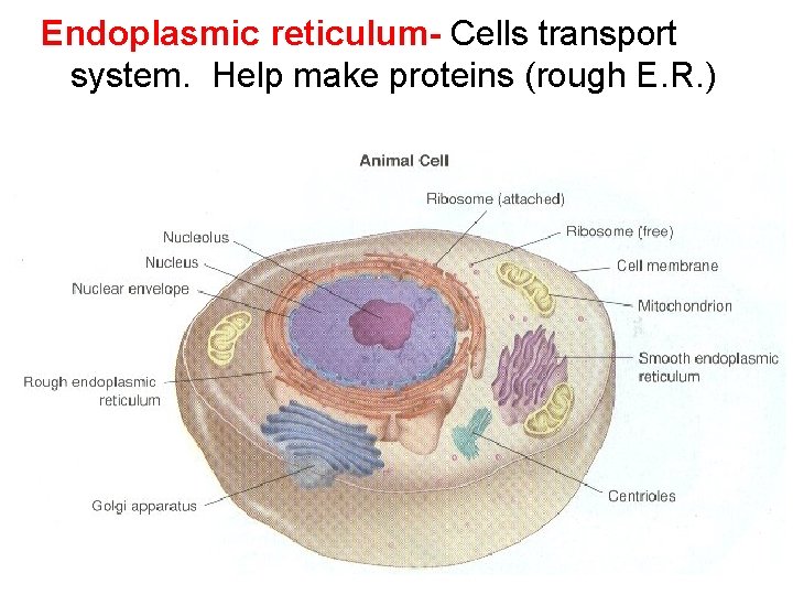 Endoplasmic reticulum- Cells transport system. Help make proteins (rough E. R. ) 
