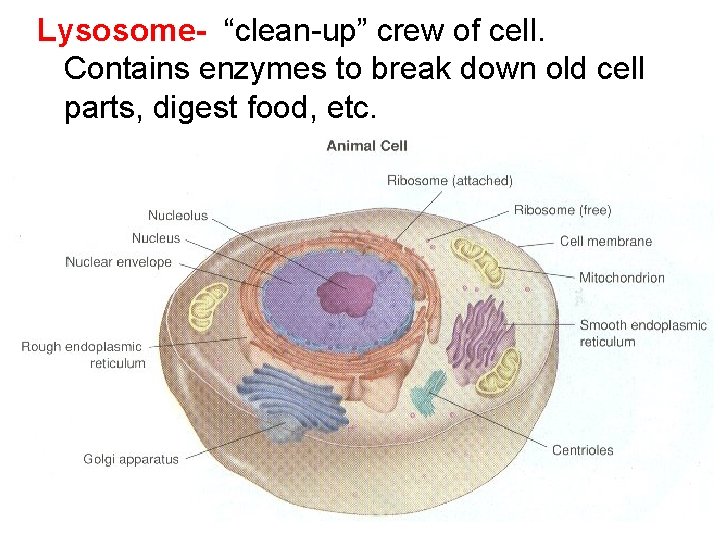 Lysosome- “clean-up” crew of cell. Contains enzymes to break down old cell parts, digest