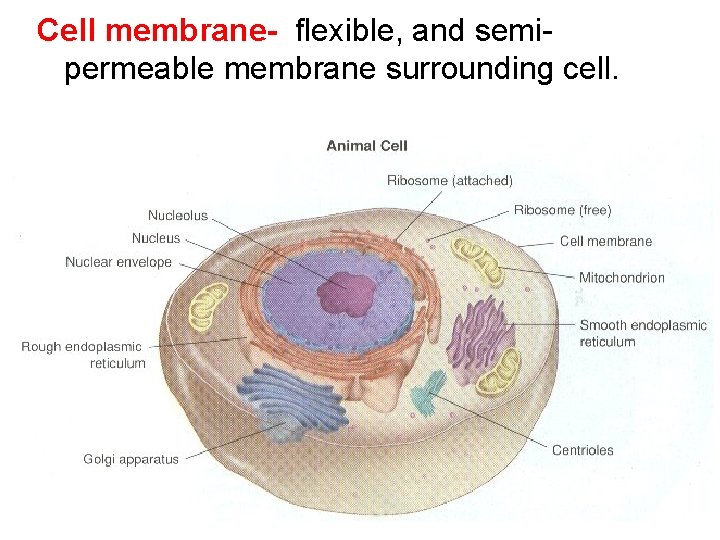 Cell membrane- flexible, and semipermeable membrane surrounding cell. 