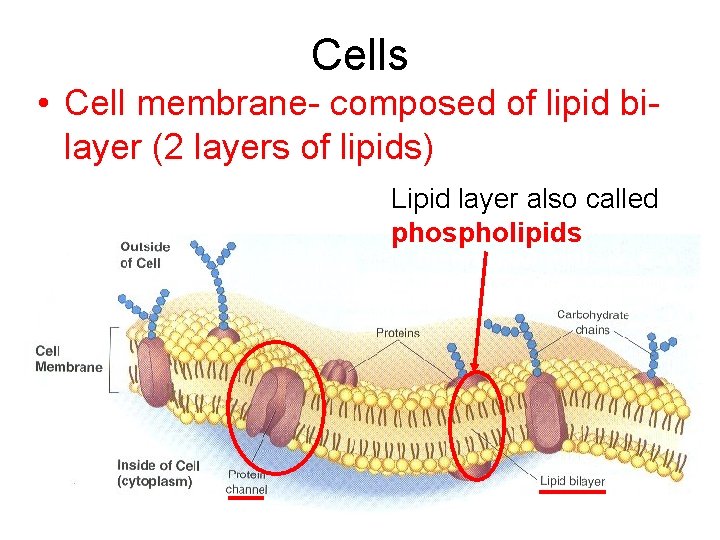 Cells • Cell membrane- composed of lipid bilayer (2 layers of lipids) Lipid layer