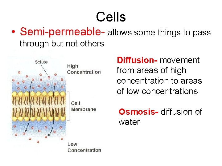 Cells • Semi-permeable- allows some things to pass through but not others Diffusion- movement