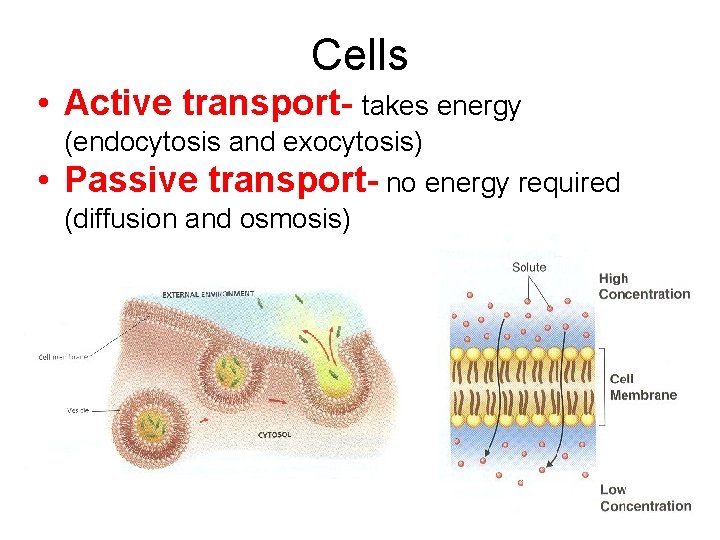 Cells • Active transport- takes energy • (endocytosis and exocytosis) Passive transport- no energy