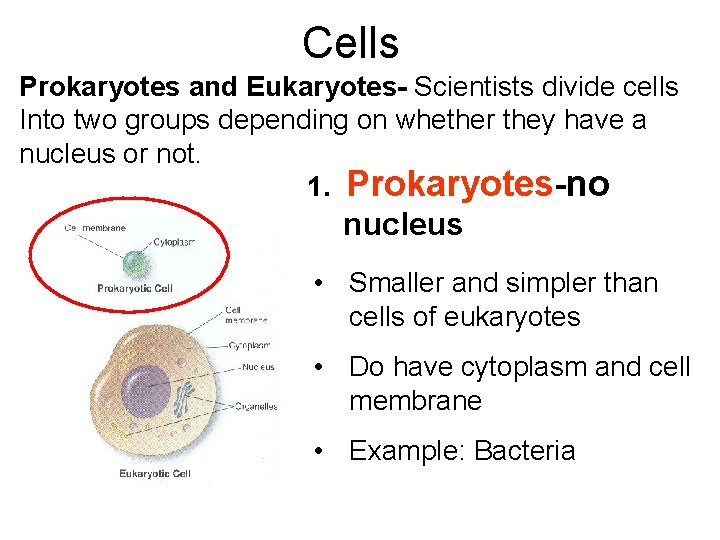 Cells Prokaryotes and Eukaryotes- Scientists divide cells Into two groups depending on whether they