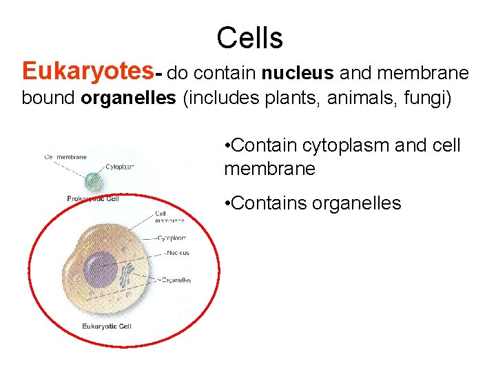 Cells Eukaryotes- do contain nucleus and membrane bound organelles (includes plants, animals, fungi) •