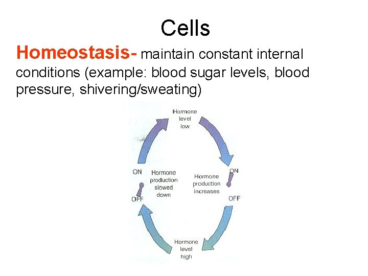Cells Homeostasis- maintain constant internal conditions (example: blood sugar levels, blood pressure, shivering/sweating) 