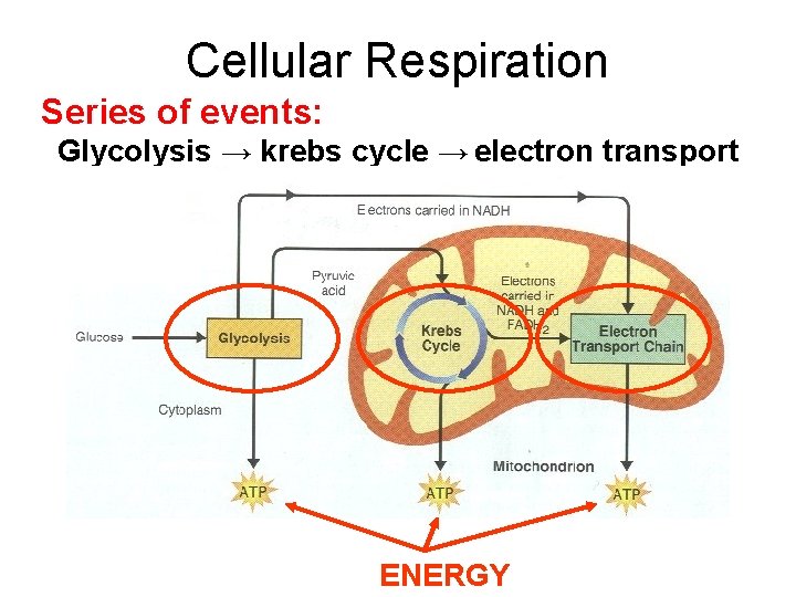 Cellular Respiration Series of events: Glycolysis → krebs cycle → electron transport ENERGY 