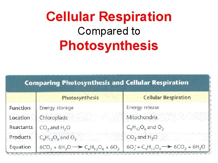 Cellular Respiration Compared to Photosynthesis 