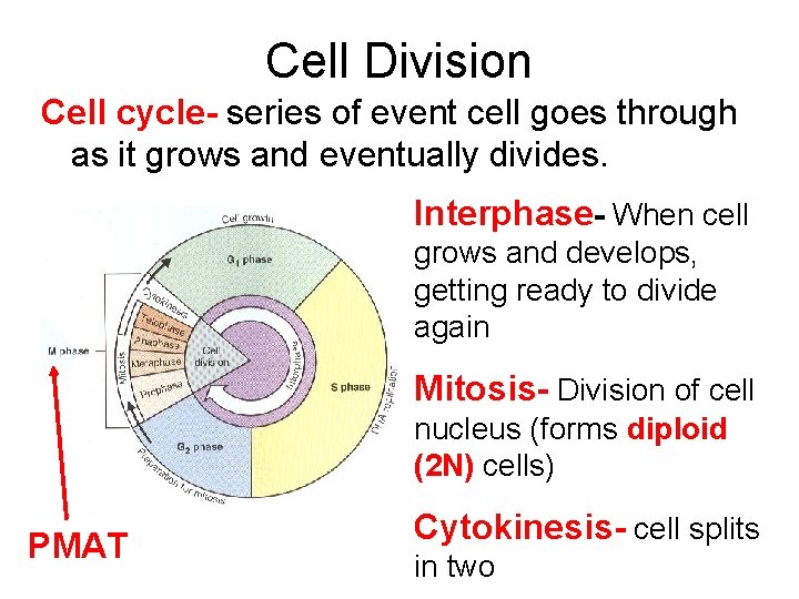 Cell Division Cell cycle- series of event cell goes through as it grows and