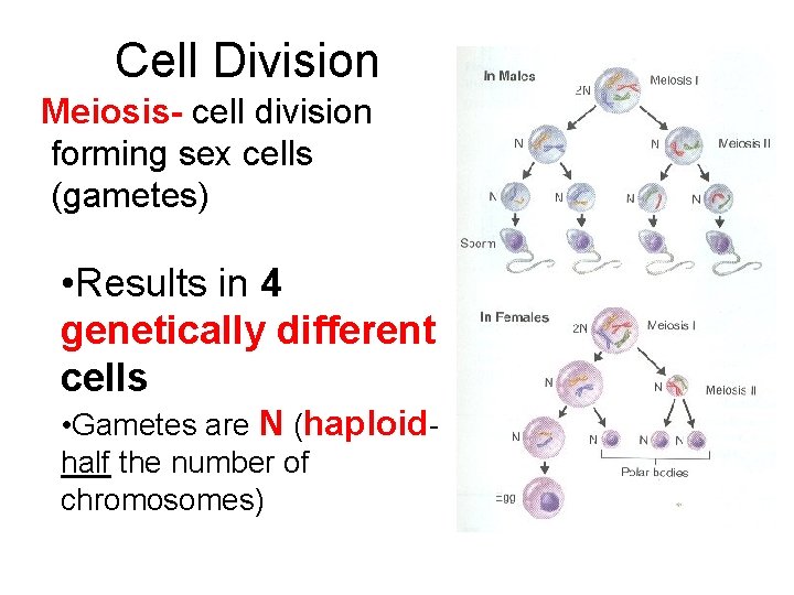 Cell Division Meiosis- cell division forming sex cells (gametes) • Results in 4 genetically