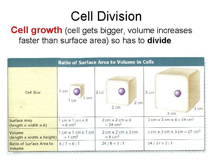 Cell Division Cell growth (cell gets bigger, volume increases faster than surface area) so