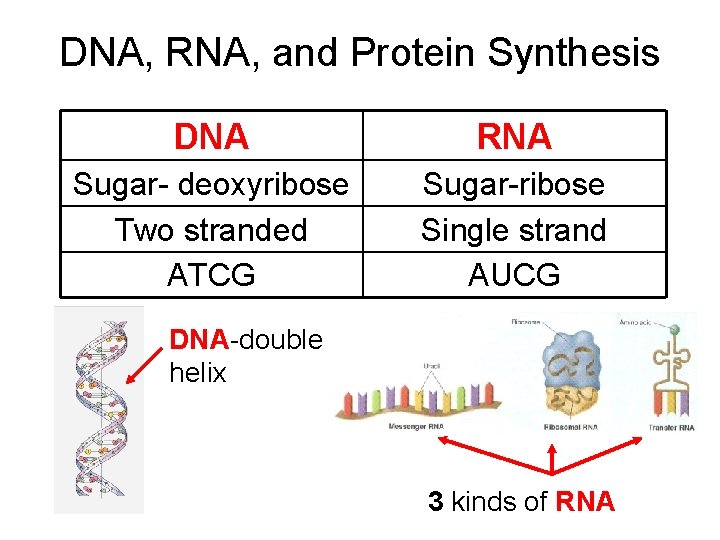 DNA, RNA, and Protein Synthesis DNA RNA Sugar- deoxyribose Two stranded ATCG Sugar-ribose Single
