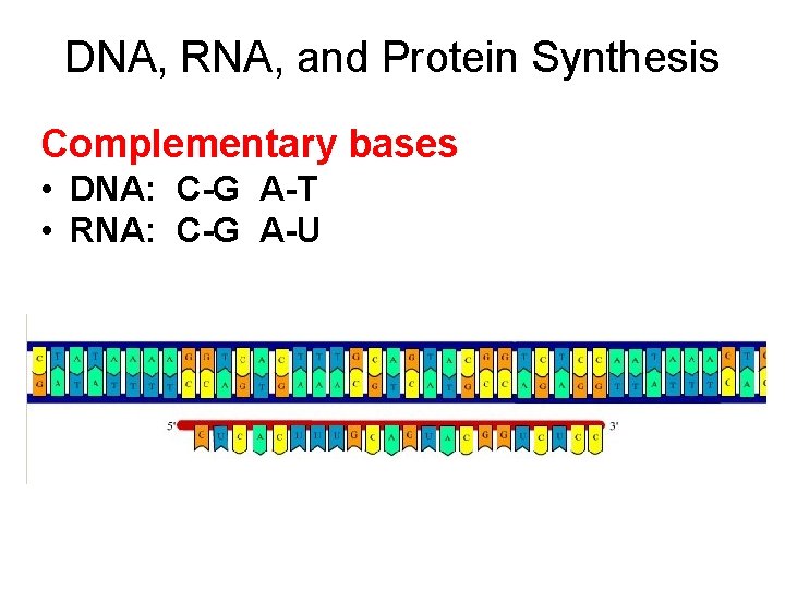 DNA, RNA, and Protein Synthesis Complementary bases • DNA: C-G A-T • RNA: C-G