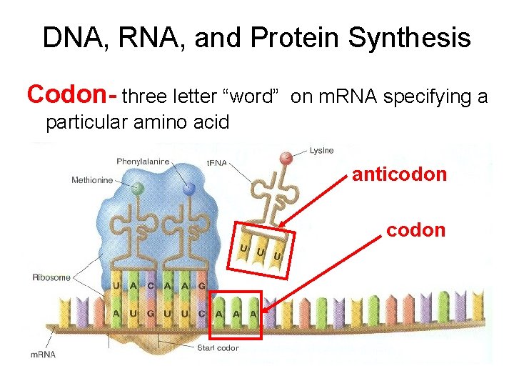 DNA, RNA, and Protein Synthesis Codon- three letter “word” on m. RNA specifying a