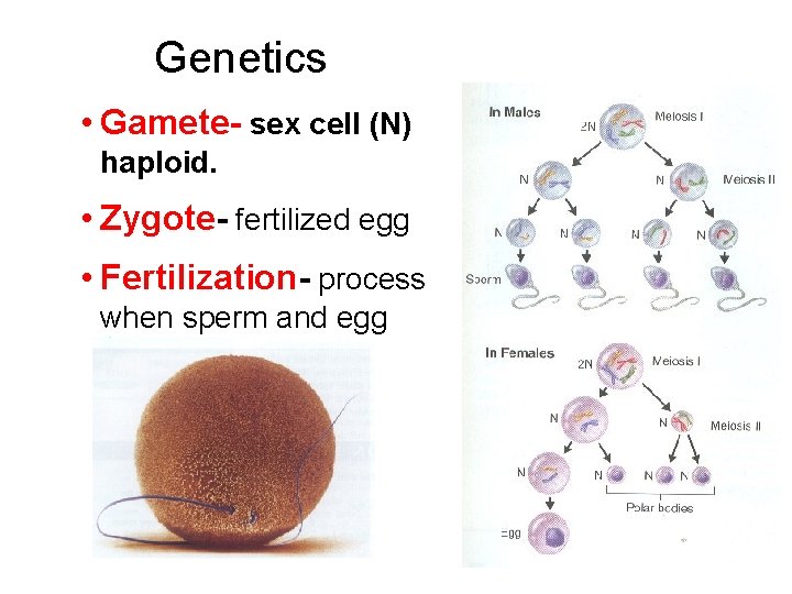Genetics • Gamete- sex cell (N) haploid. • Zygote- fertilized egg • Fertilization- process