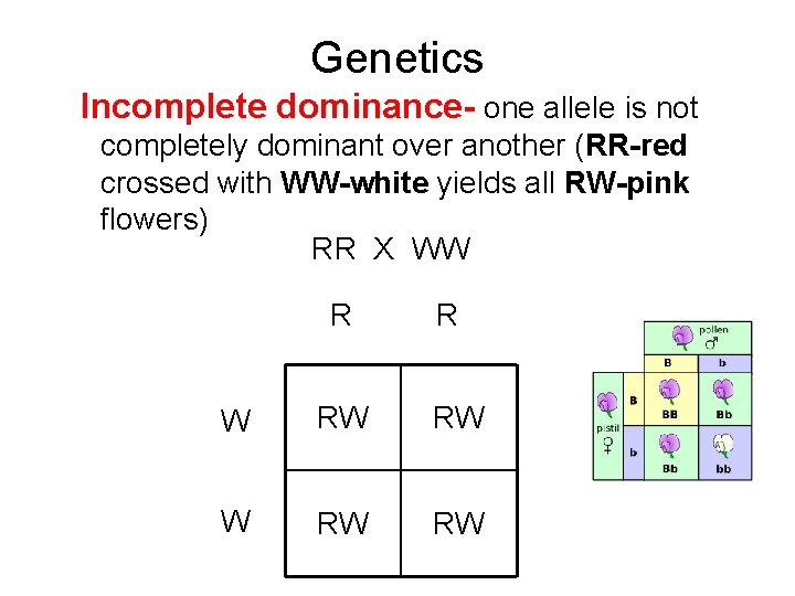 Genetics Incomplete dominance- one allele is not completely dominant over another (RR-red crossed with