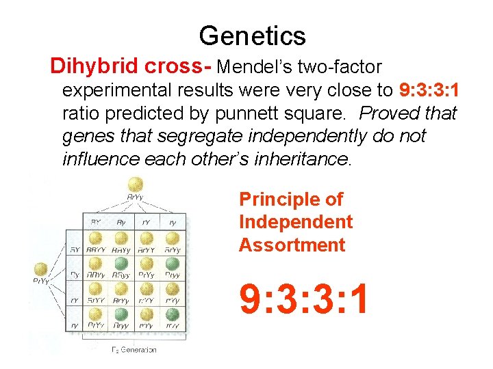 Genetics Dihybrid cross- Mendel’s two-factor experimental results were very close to 9: 3: 3: