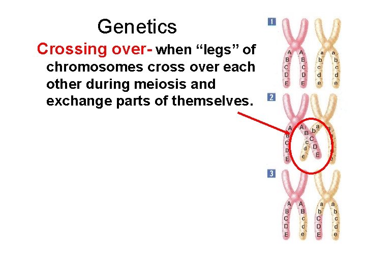 Genetics Crossing over- when “legs” of chromosomes cross over each other during meiosis and