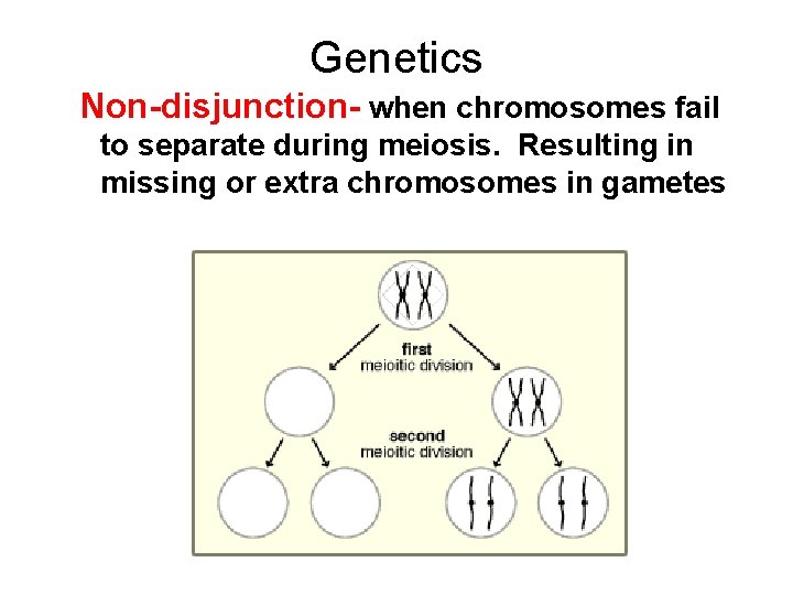 Genetics Non-disjunction- when chromosomes fail to separate during meiosis. Resulting in missing or extra