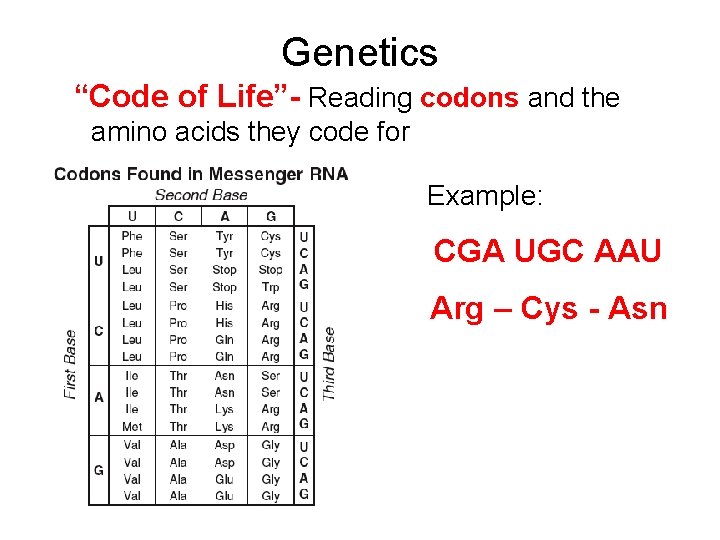 Genetics “Code of Life”- Reading codons and the amino acids they code for Example: