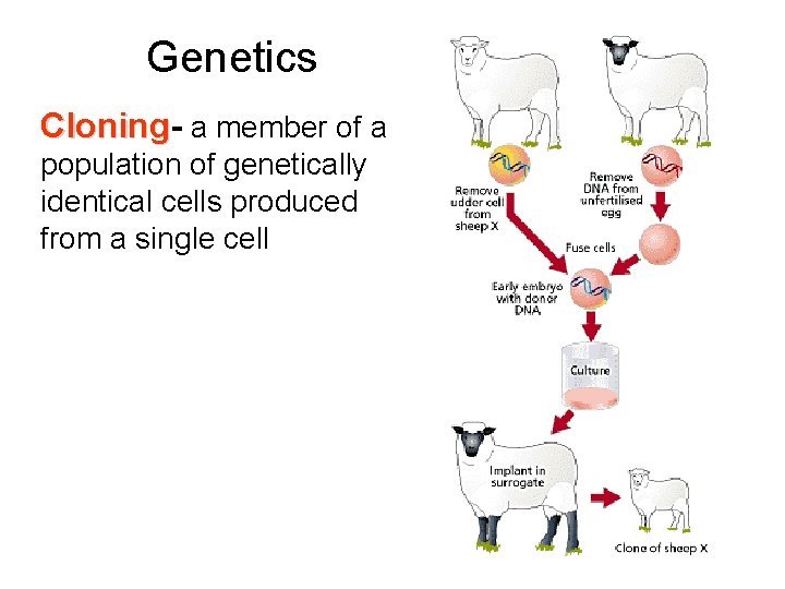 Genetics Cloning a member of a population of genetically identical cells produced from a