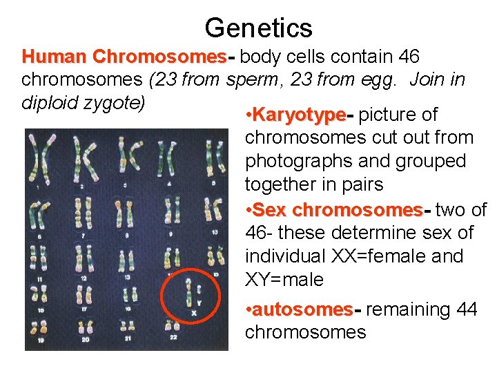 Genetics Human Chromosomes body cells contain 46 chromosomes (23 from sperm, 23 from egg.