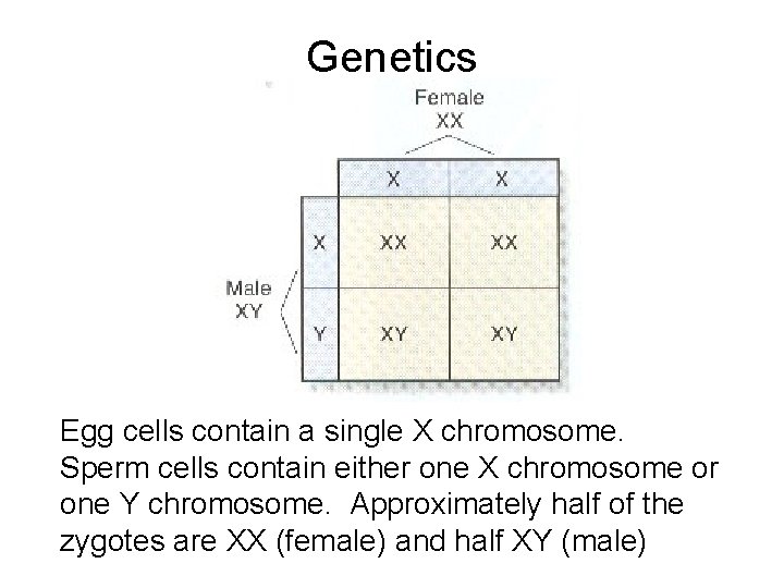 Genetics Egg cells contain a single X chromosome. Sperm cells contain either one X