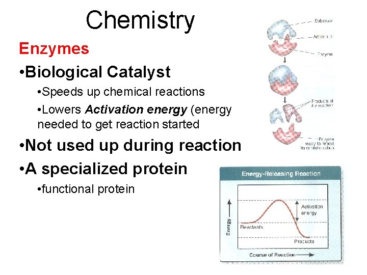 Chemistry Enzymes • Biological Catalyst • Speeds up chemical reactions • Lowers Activation energy