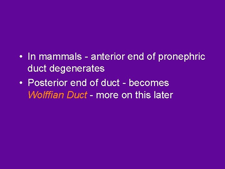  • In mammals - anterior end of pronephric duct degenerates • Posterior end