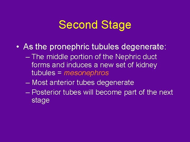 Second Stage • As the pronephric tubules degenerate: – The middle portion of the