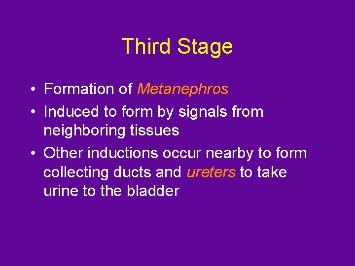 Third Stage • Formation of Metanephros • Induced to form by signals from neighboring