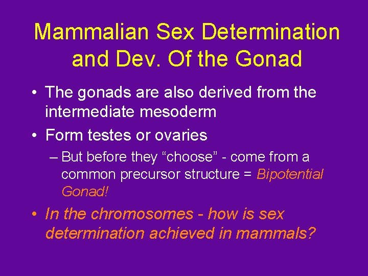 Mammalian Sex Determination and Dev. Of the Gonad • The gonads are also derived
