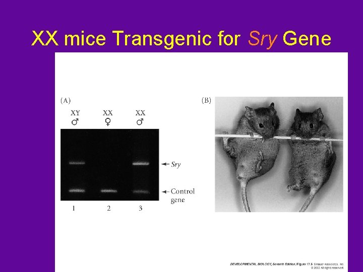 XX mice Transgenic for Sry Gene 