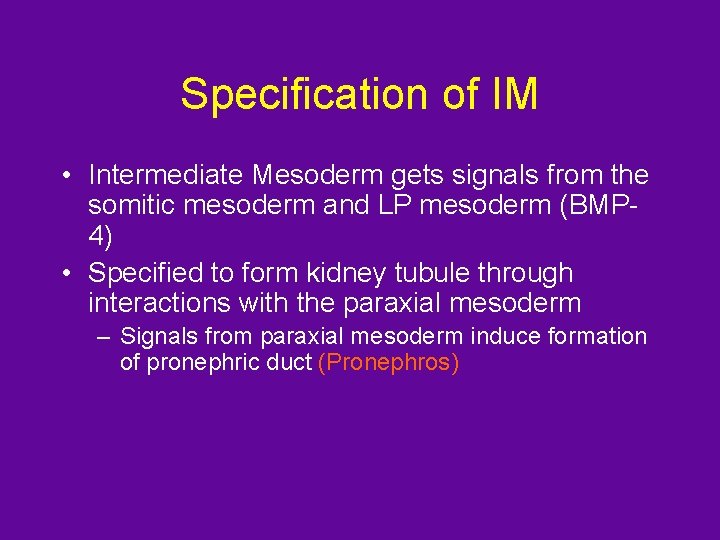 Specification of IM • Intermediate Mesoderm gets signals from the somitic mesoderm and LP