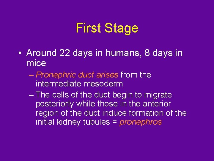 First Stage • Around 22 days in humans, 8 days in mice – Pronephric