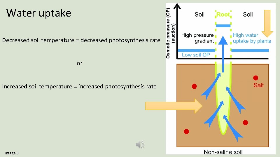 Water uptake Decreased soil temperature = decreased photosynthesis rate or Increased soil temperature =