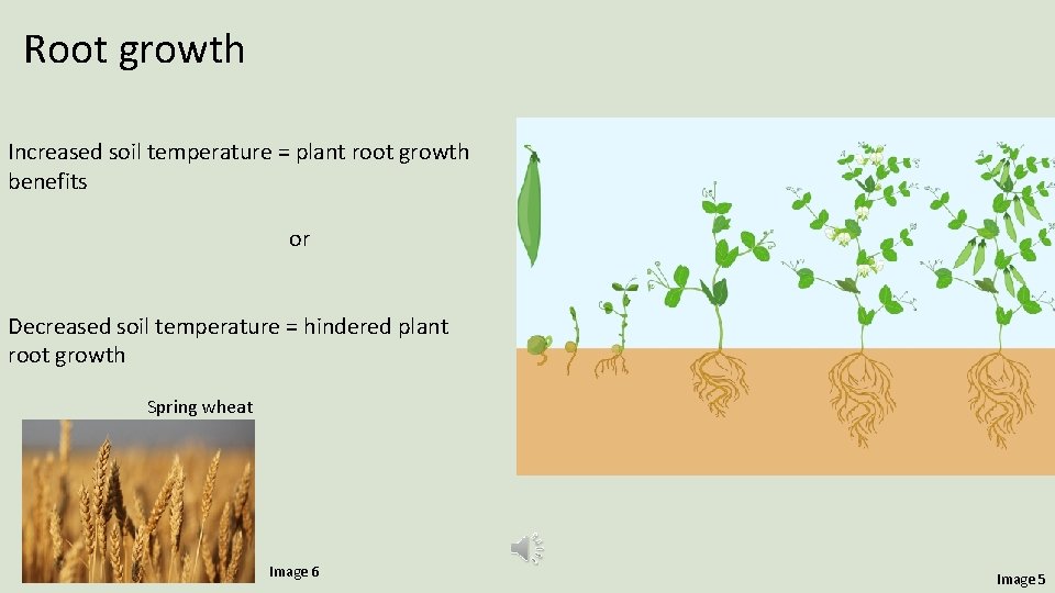 Lara Chamberlain How does soil temperature affect plant