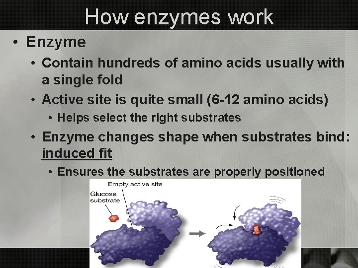 How enzymes work • Enzyme • Contain hundreds of amino acids usually with a