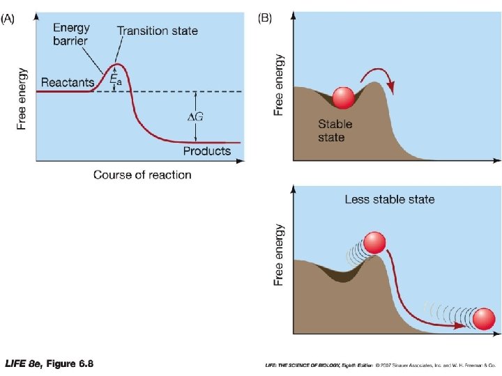 Enzymes Chapter 6 What Are Enzymes Catalysts substances