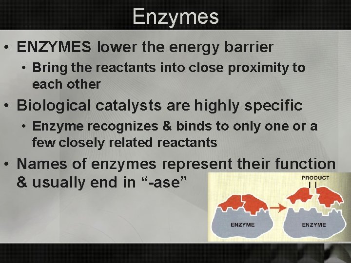 Enzymes • ENZYMES lower the energy barrier • Bring the reactants into close proximity