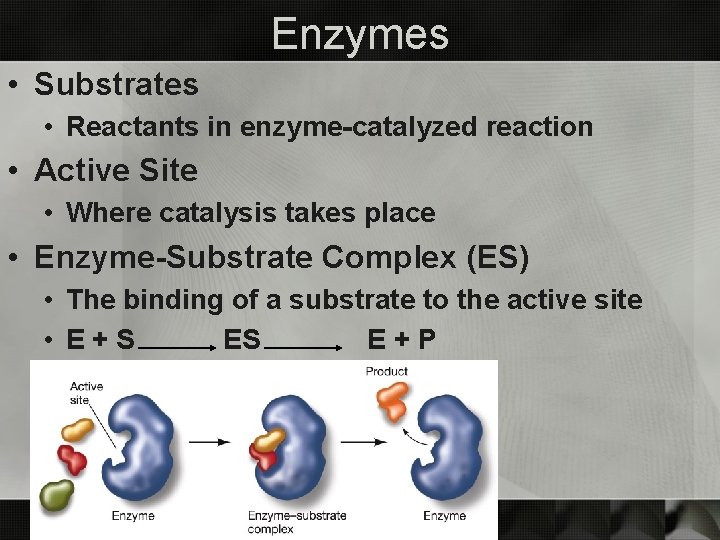 Enzymes • Substrates • Reactants in enzyme-catalyzed reaction • Active Site • Where catalysis