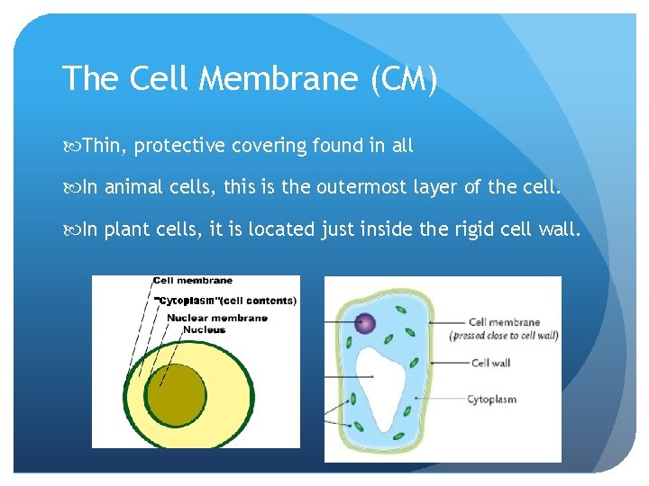 The Cell Membrane (CM) Thin, protective covering found in all In animal cells, this