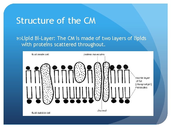 Structure of the CM Lipid Bi-Layer: The CM is made of two layers of