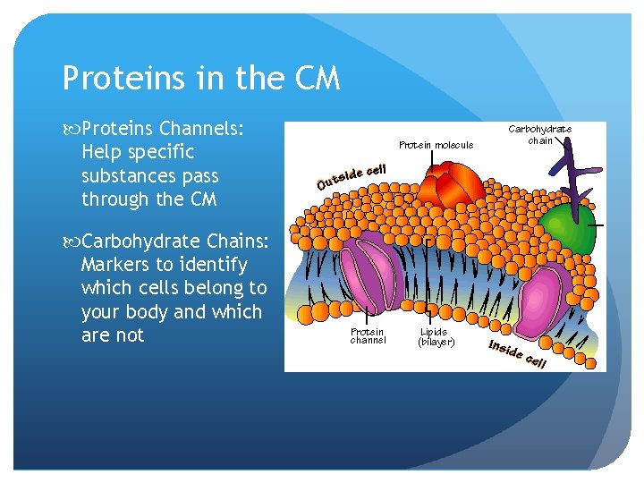 Proteins in the CM Proteins Channels: Help specific substances pass through the CM Carbohydrate