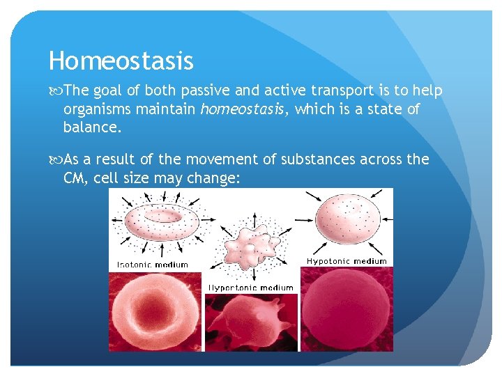 Homeostasis The goal of both passive and active transport is to help organisms maintain