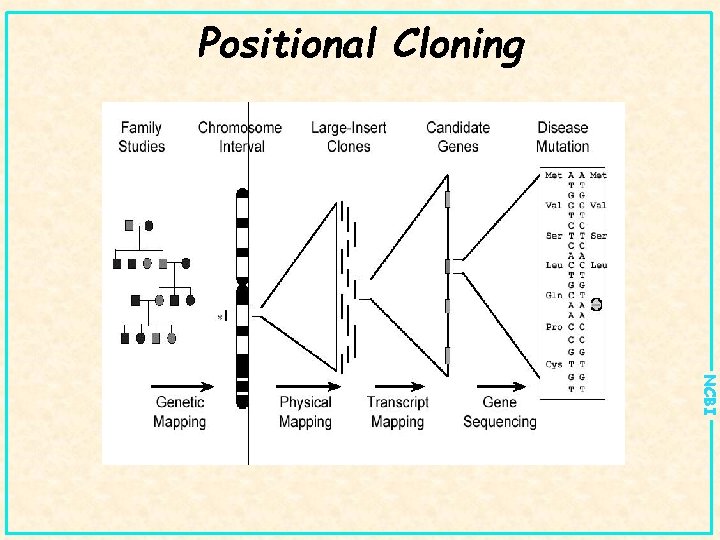 Positional Cloning NCBI 