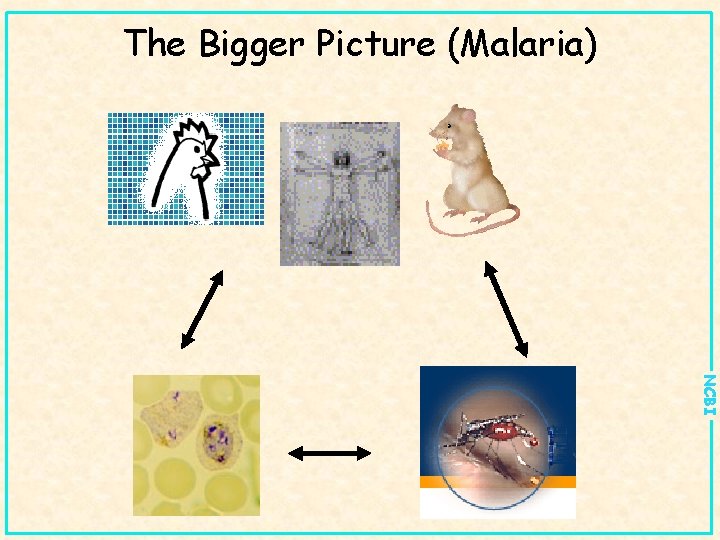 The Bigger Picture (Malaria) NCBI 