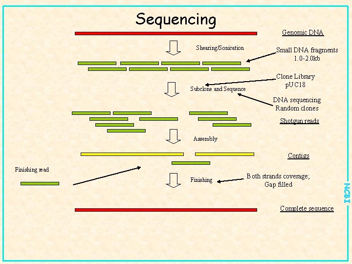 Sequencing Shearing/Sonication Subclone and Sequence Genomic DNA Small DNA fragments 1. 0 -2. 0