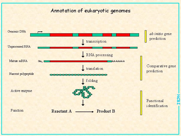 Annotation of eukaryotic genomes Genomic DNA ab initio gene prediction transcription Unprocessed RNA processing