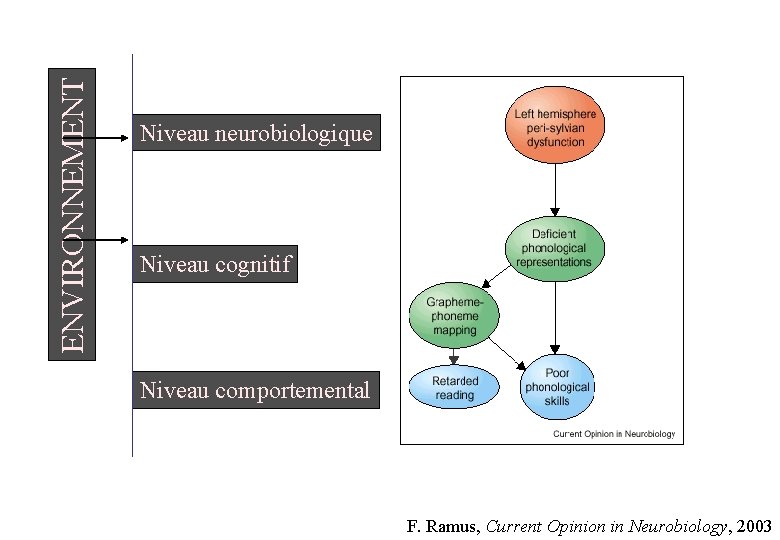 ENVIRONNEMENT Niveau neurobiologique Niveau cognitif Niveau comportemental F. Ramus, Current Opinion in Neurobiology, 2003